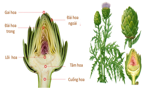 Lợi ích của atiso